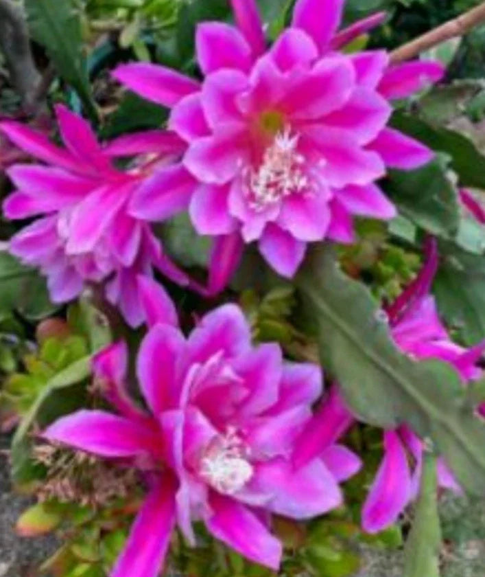 Epiphyllum Orchid Cactus Cutting - Hocus Pocus Variety - Rooted Plant - Unique Indoor Houseplant - Epiphyllum spp.