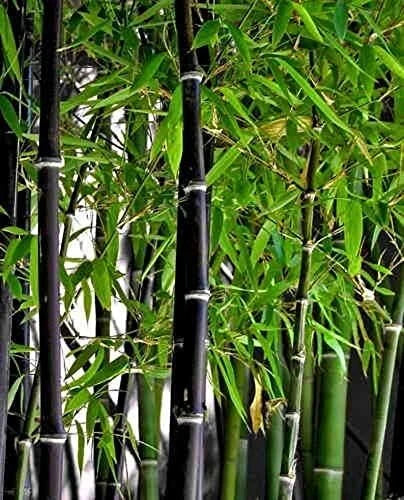 Rare Black Bamboo Seeds - 100 Count - Phyllostachys nigra - Unique Fast-Growing Plant for Privacy and Landscape Design
