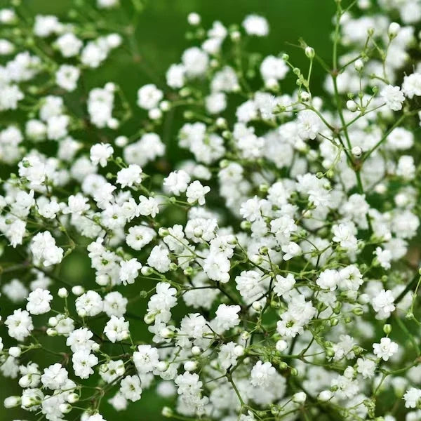 Baby's Breath Seeds - 200 Organic Gypsophila paniculata - USA Grown, Non-GMO, Perfect for Bouquets & Gardens