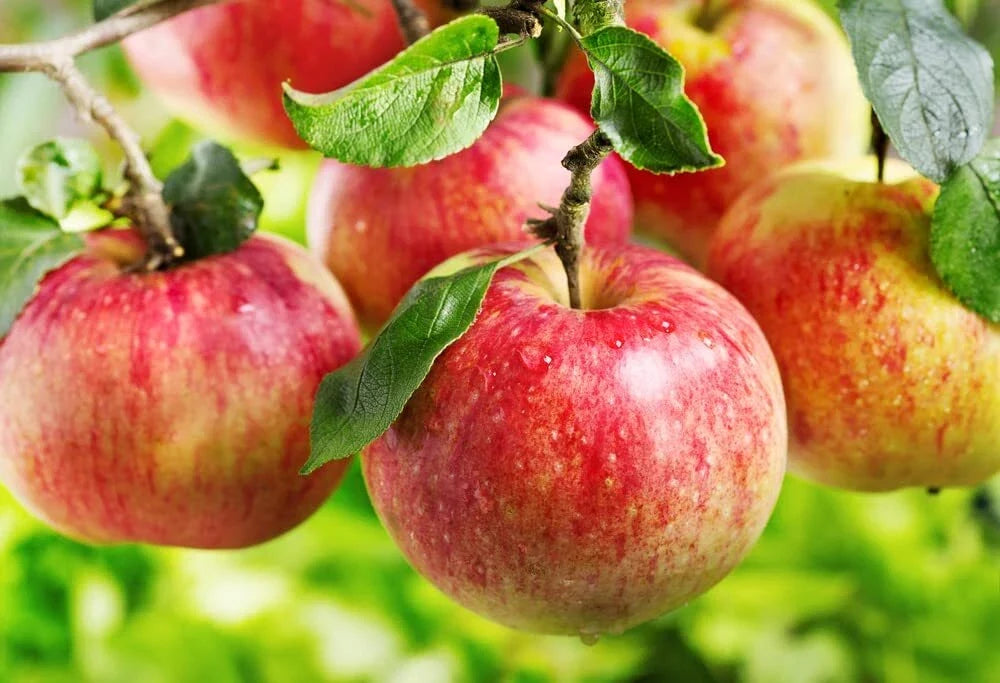 Apple Tree Seeds - 30 Seeds - Malus pumila - Common Apple Tree for Planting, Perfect for Home Gardens and Orchards