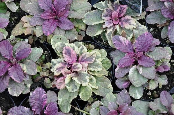 Ajuga Reptans Burgundy Glow Live Ground Cover Plants - 3 Rooted Perennials for Garden Landscaping, Burgundy and Green Foliage