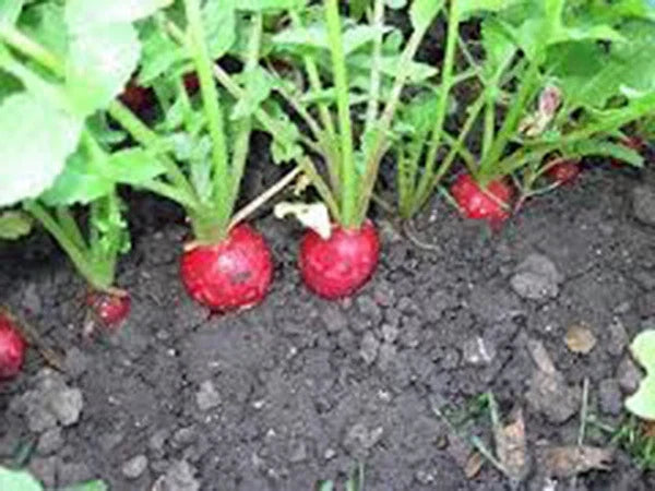 Organic Heirloom Radish Seeds - Champion Variety, 50+ Non-GMO Seeds for Salad - Raphanus sativus