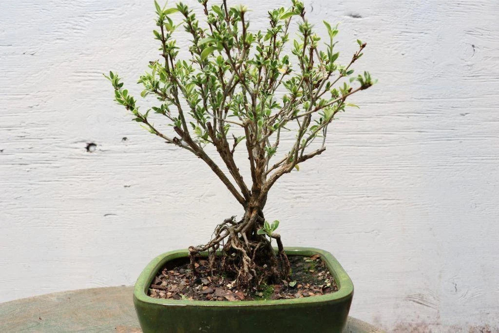 Exposed Root Bonsai Tree - 12 Inch Mt. Fuji Serissa - Serissa japonica - Unique Indoor Plant Decor, Gift Idea