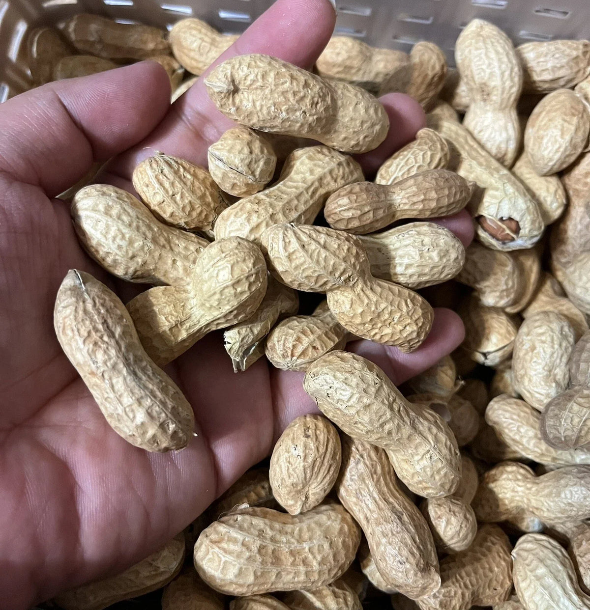 Virginia Jumbo Peanut Seeds - 35+ Heirloom Seeds - Arachis hypogaea - Open Pollinated for Sustainable Gardening