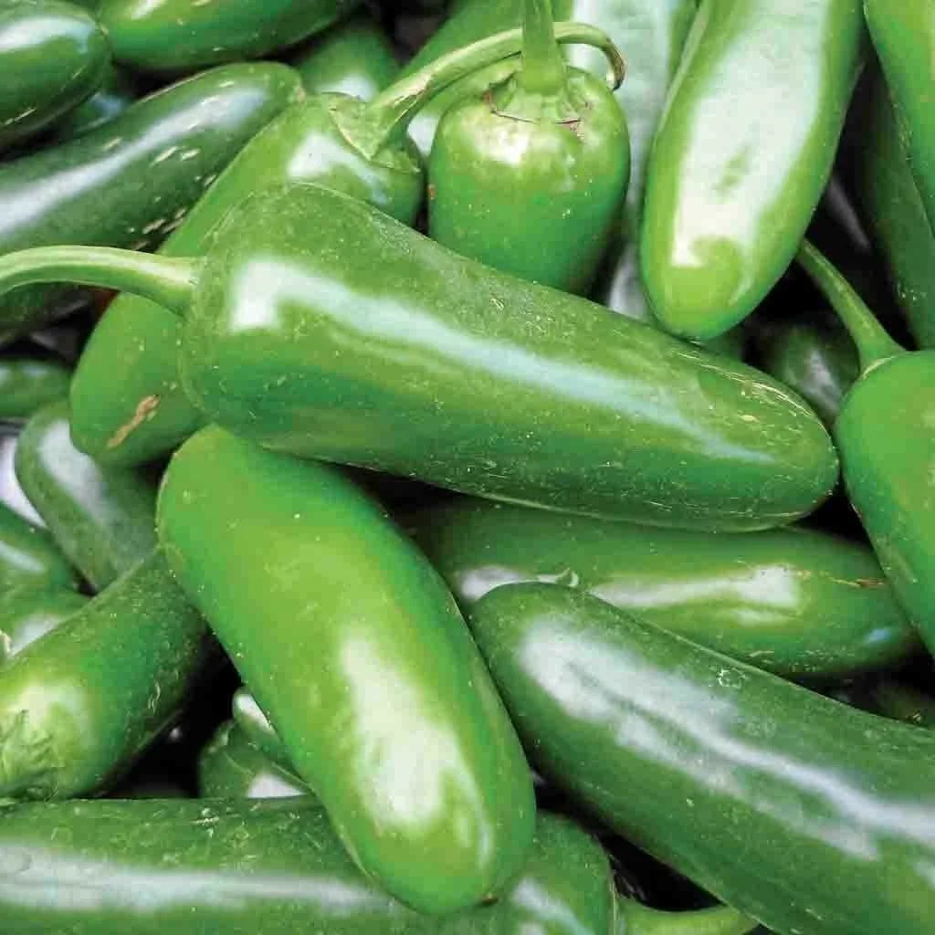 Jalapeno Pepper Seeds 50+ Non-GMO Hot Spicy Vegetable Capsicum annuum - Ideal for Home Gardens and Containers