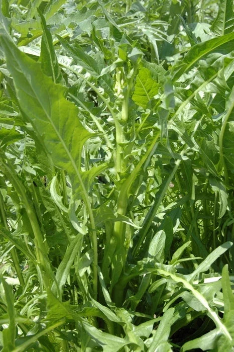 Chicory Seeds - 100 Pack - Emerald Catalogna - Cichorium intybus - Non-GMO Leafy Green for Salads & Cooking