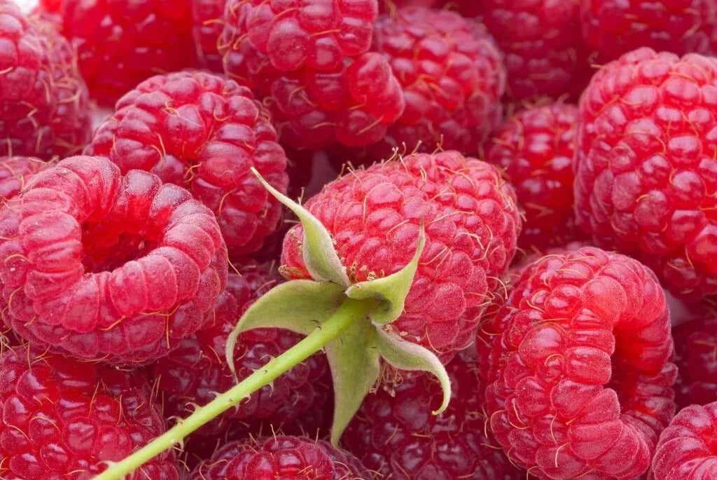 Everbearing Raspberry Cuttings - 10 Unrooted Thin Cuttings - Rubus idaeus 'Heritage' - Ideal for Home Gardens and Containers