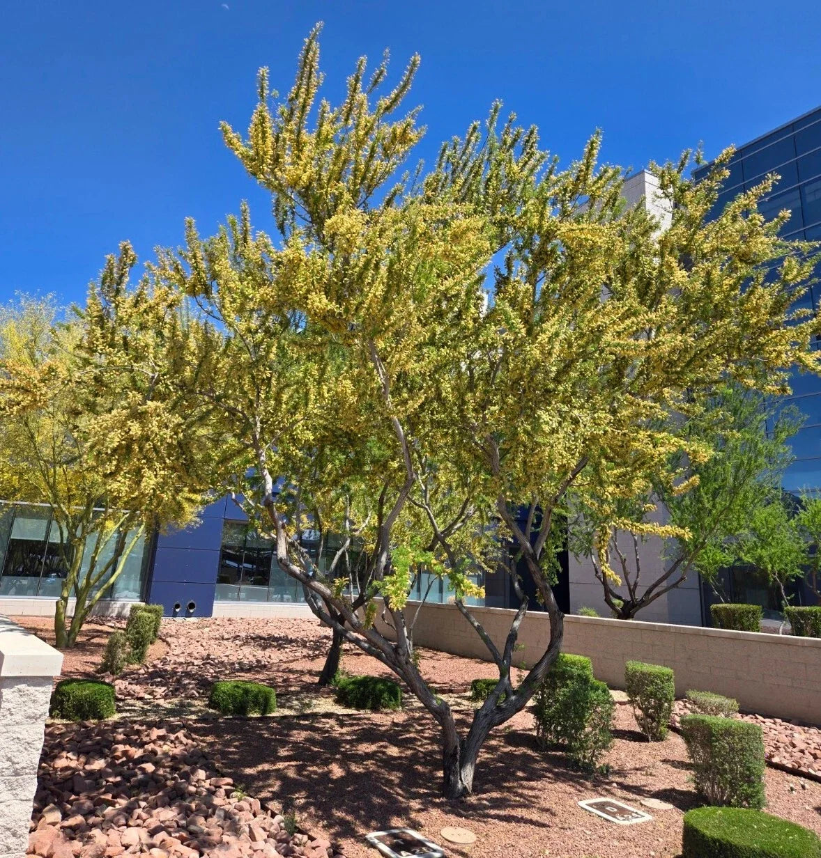 Catclaw Acacia Seeds - 20+ Seeds, Drought-Tolerant Native Plant, Senegalia greggii, Ideal for Xeriscaping and Pollinators