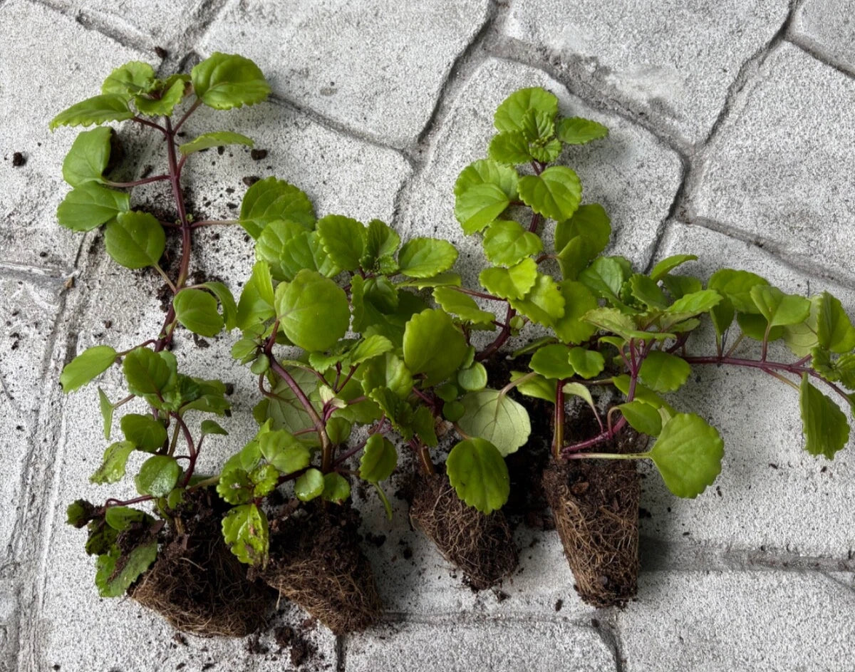 LIVE SWEDISH IVY PLANTS - 4 Rooted Creeping Charlie - Plectranthus australis - Indoor/Outdoor Ground Cover