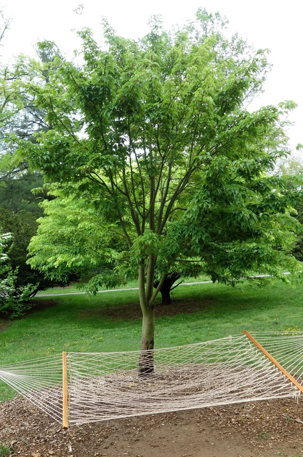 50+ David's Maple Seeds - Acer davidii - Rare Fast-Growing Tree Seeds for Planting, Hardy, Native to China