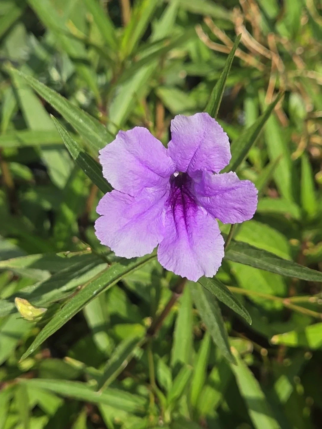 Mexican Petunia Cuttings - 6 Organic Purple Flower Plants - Ruellia brittoniana - Perennial for Garden or Container