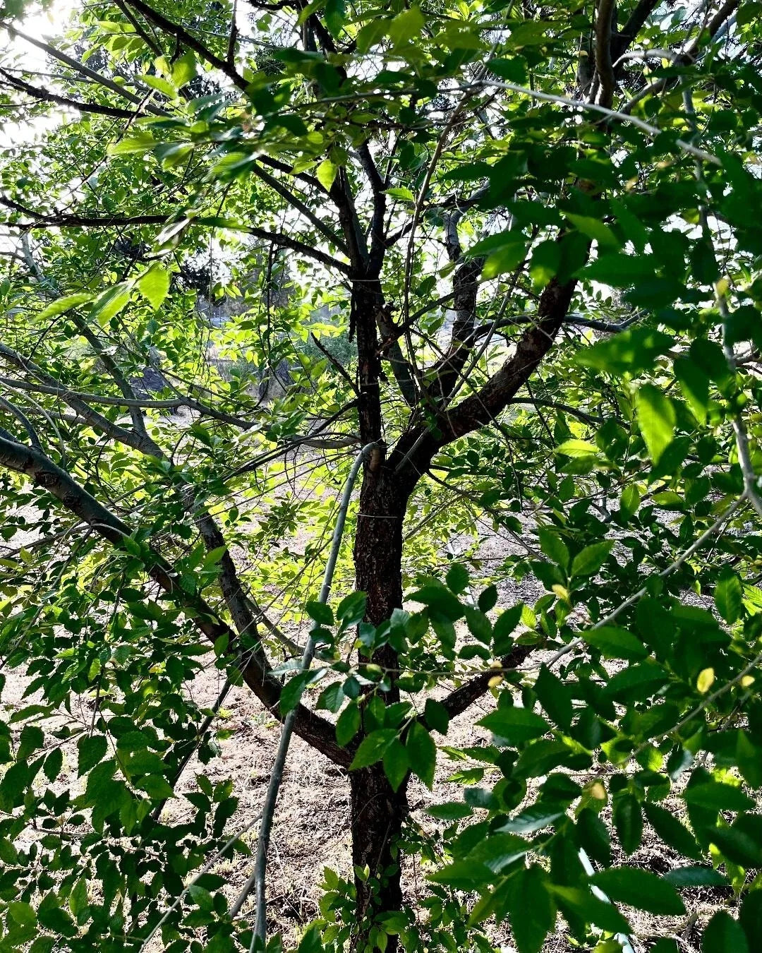 Organic Elm Tree Cuttings - 6" Non-Rooted - Ulmus Americana - 4 Count - Grown in U.S.A. - Ideal for Gardening & Landscaping