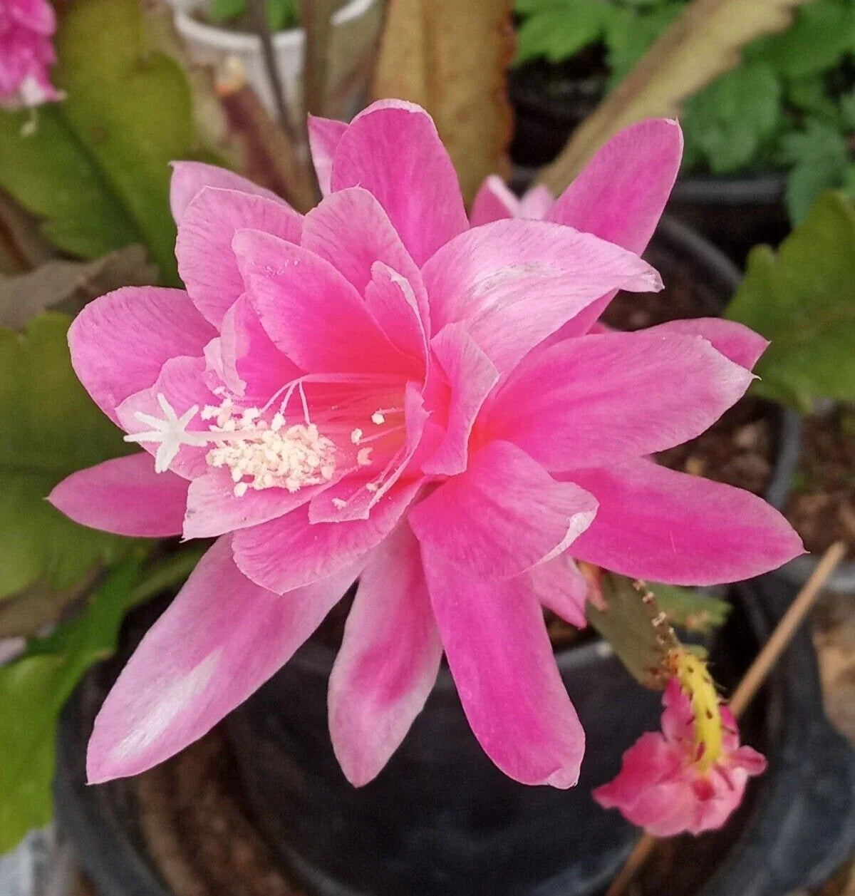 Rare Orchid Cactus Cutting 6" German Empress Epiphyllum Live Plant - Exotic Indoor Succulent for Propagation