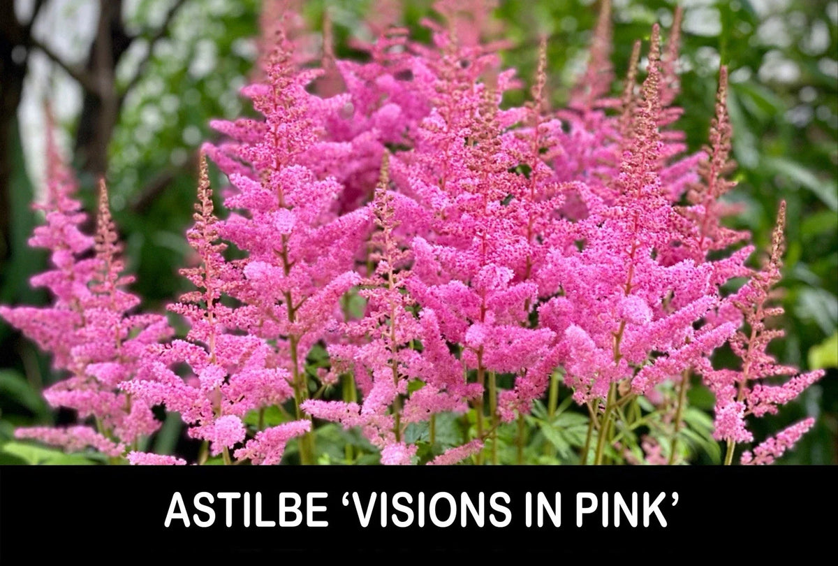 Astilbe Bare Root Starter Plants - 'Visions in Pink' - Shade Perennial - Astilbe × arendsii - USA - Pink Flower Plumes