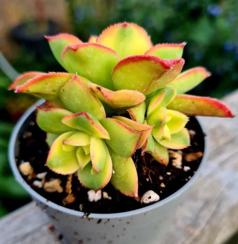 Crassula Sarmentosa Succulent Live Plant 2 Inch - Propeller Plant for Home Office Decor - Easy Care Indoor Plant