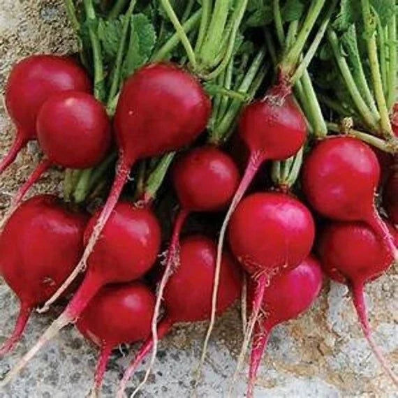 Organic Radish Seeds - 50 Early Scarlet Globe Seeds - Non-GMO Edible Vegetable - Raphanus sativus for Home Garden