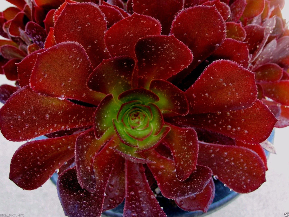 Aeonium Kokino Hybrid Succulent Cuttings - 2 Healthy Fresh Cuttings - Rare Variety - Aeonium Hybrid