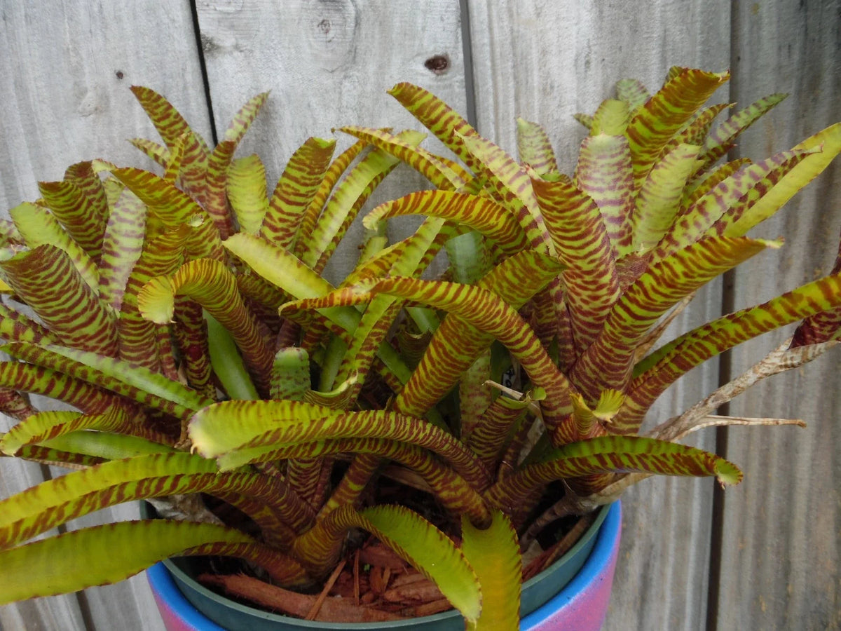 Mini Bromeliad Plant Neoregelia WILD TIGER X ZONATA Vibrant Tropical Indoor Plant Compact Size Air Purifying
