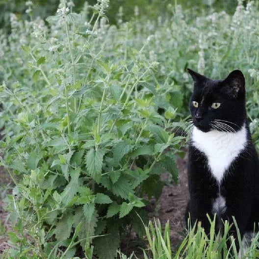 Catnip Seeds 500 Non-GMO Perennial Herb for Cats Nepeta cataria Happy Kitty Garden Plant