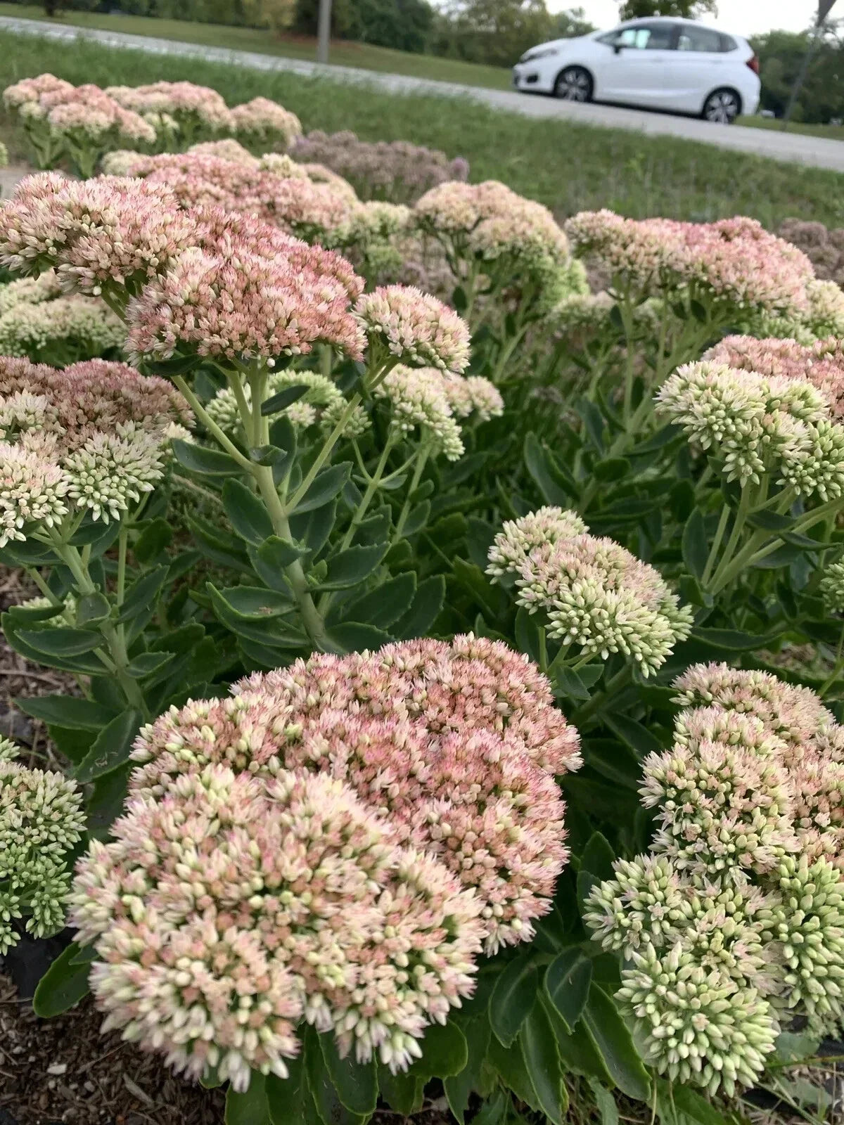 Sedum Autumn Joy Bare Root Plant - Pink Flowers - Attracts Bees - Sedum Telephium - Drought-Tolerant Ground Cover