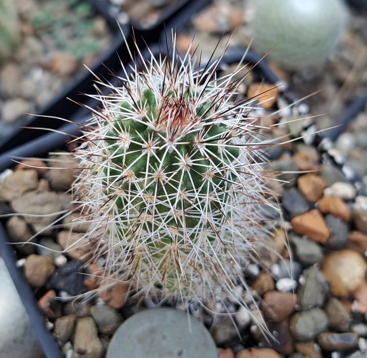 Echinocereus Chisoensis Bare Root Cactus | Unique Chisos Mountain Cactus for Succulent Gardens | Echinocereus Species