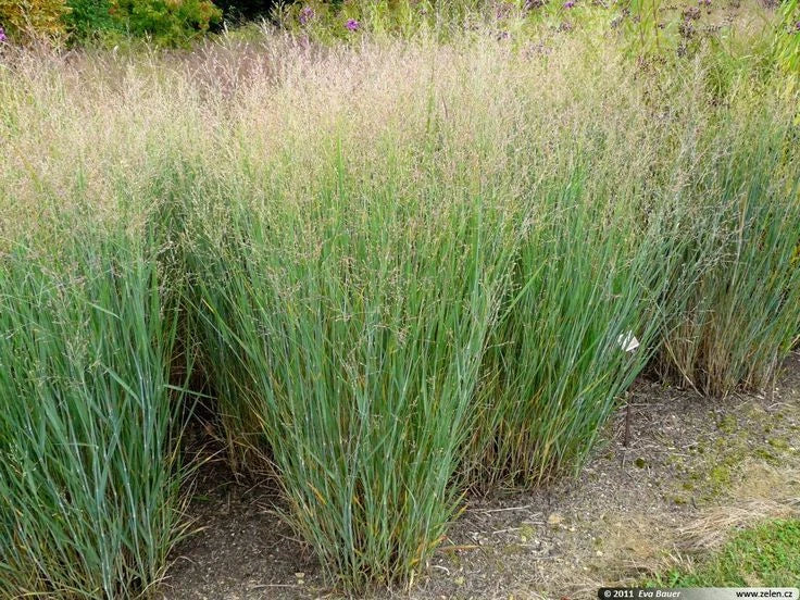 Switchgrass Seeds - 25 Count Packet - Panicum virgatum - Native Ornamental Grass for Erosion Control and Landscaping