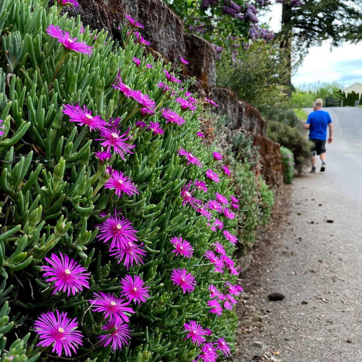 20 Ice Plant Seeds - Delosperma Cooperi - Hardy Ground Cover with Yellow & Pink Daisy Flowers - Easy to Grow Garden Seeds