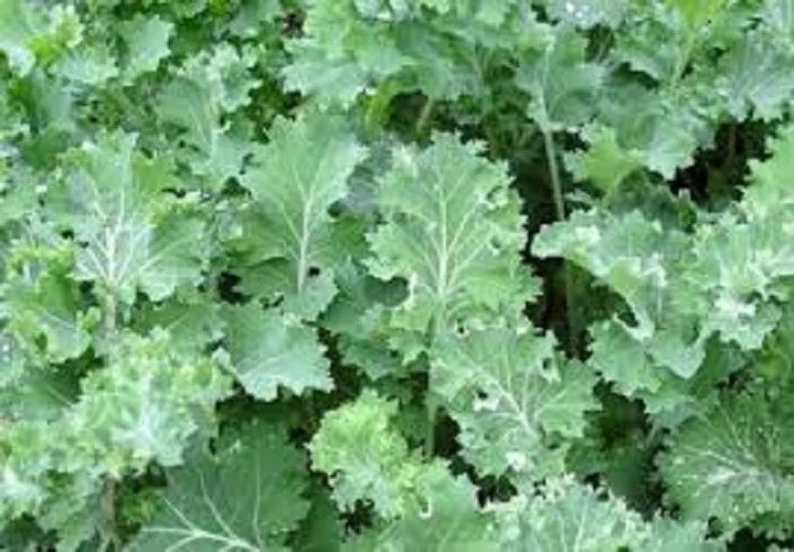 Organic Heirloom Kale Seeds - Siberian Dwarf Variety - Brassica oleracea - 100 Pack for Hot or Cold Climate Gardening