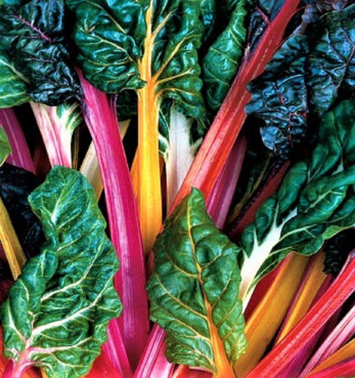 Bright Lights Swiss Chard Seeds 100+ Non-GMO Colorful Varieties Beta vulgaris - Rainbow Swiss Chard for Vegetable Gardens