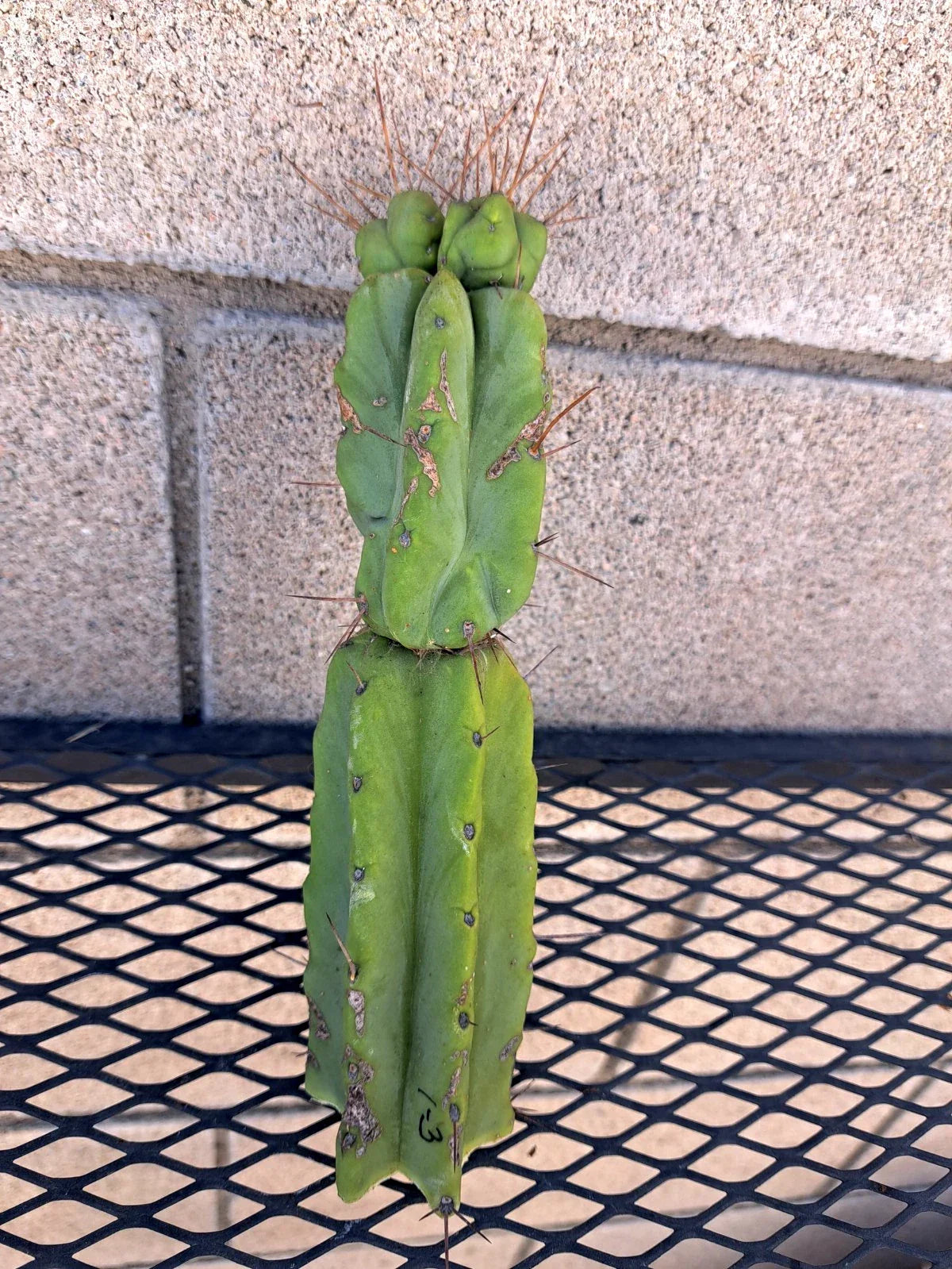 Cereus Bridge Cactus Cutting - 3 Inches - Unique Succulent - Cereus peruvianus - Easy Care Indoor/Outdoor Plant