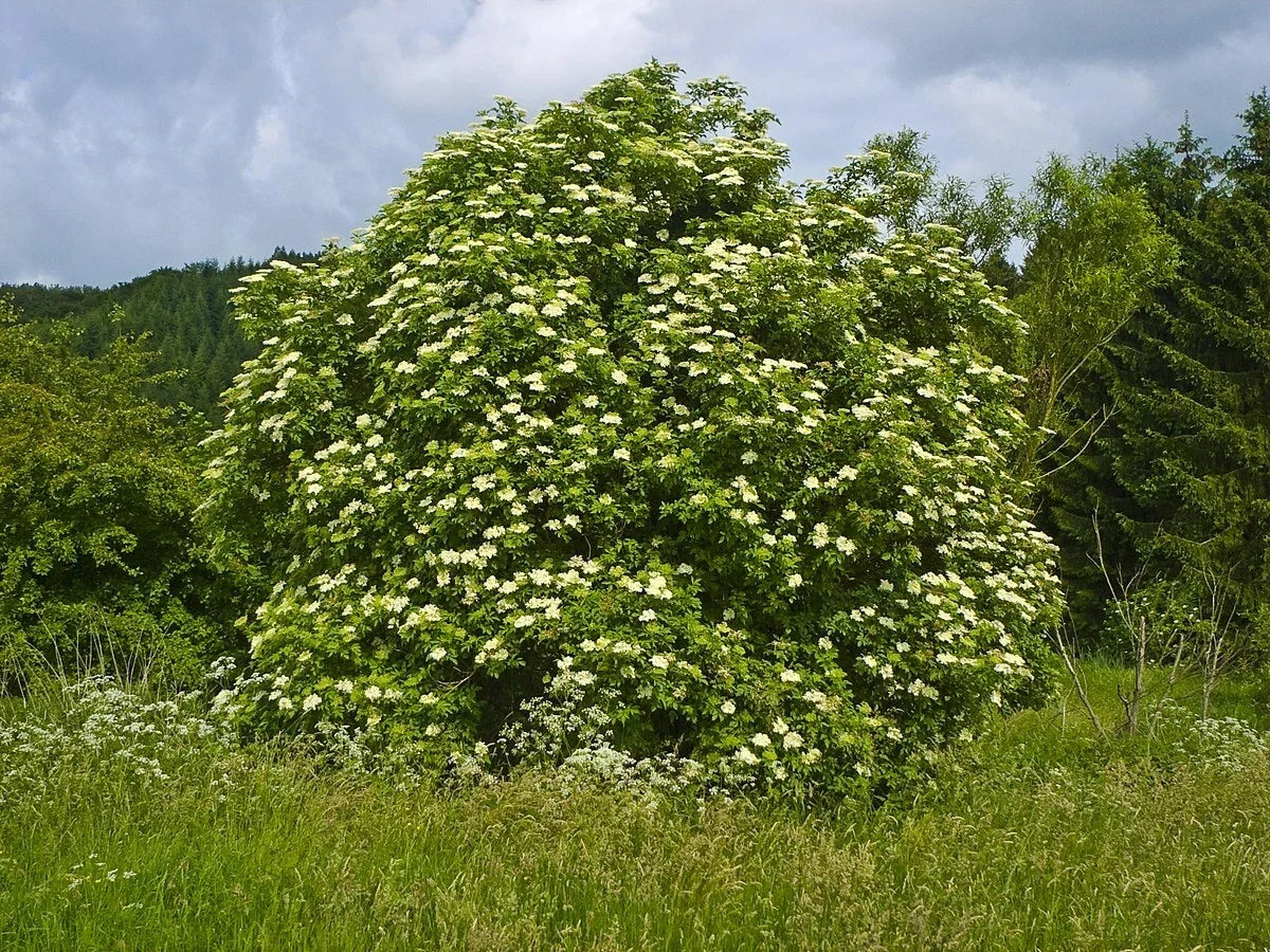 Black Elderberry Seeds, 50 Count, Organic Sambucus nigra, Superfood for Health Benefits, Attracts Pollinators, Edible Garden