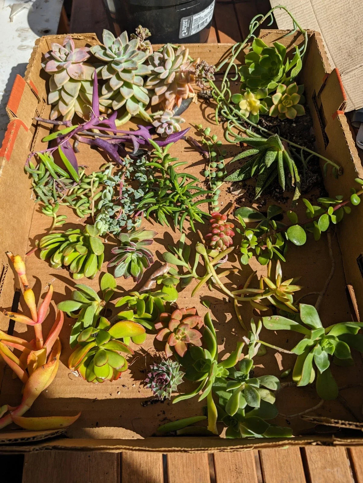 Assorted Succulent Cuttings - 35 Pieces, 50+ Varieties for Planting & Arranging - Various Species