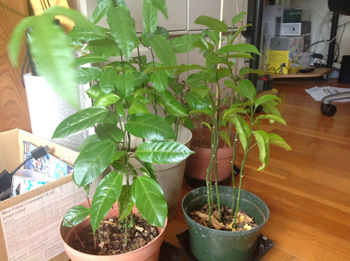Passion Fruit Plant Live Starter 26" Possum Purple Edible Vine Passiflora edulis for Gardens and Containers