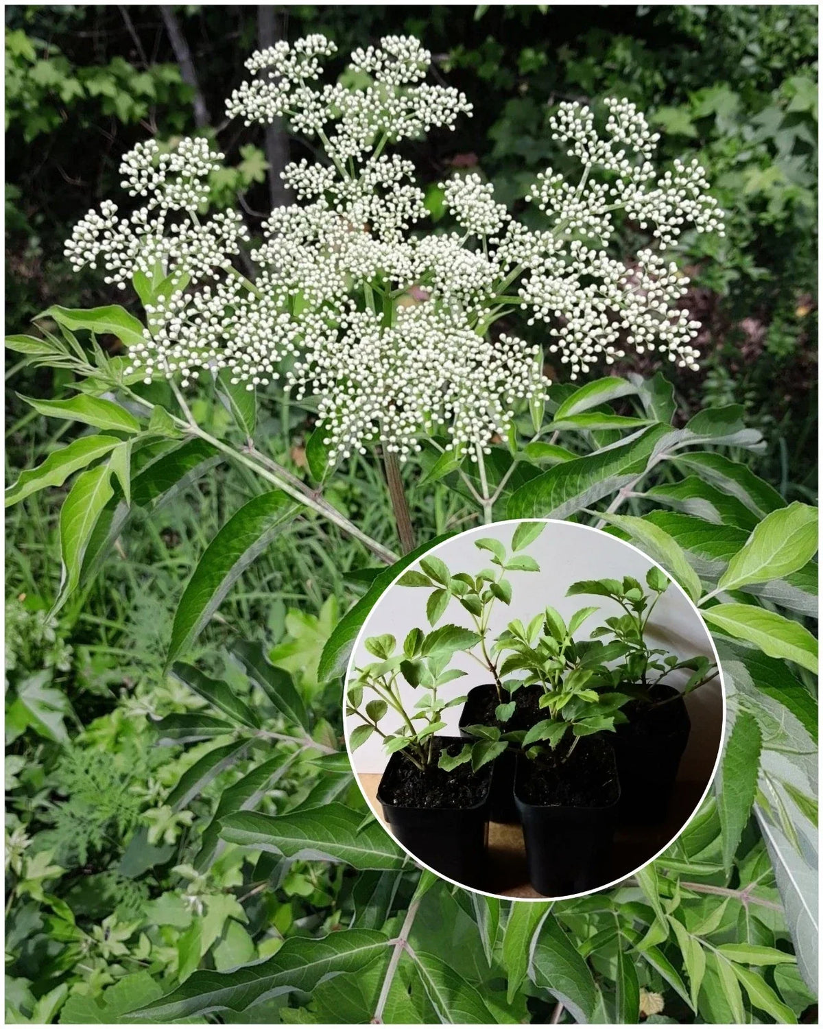 American Elderberry Starter Plant - 2"x3" Pot - Sambucus canadensis - Organic Herbaceous Perennial for Home Gardens