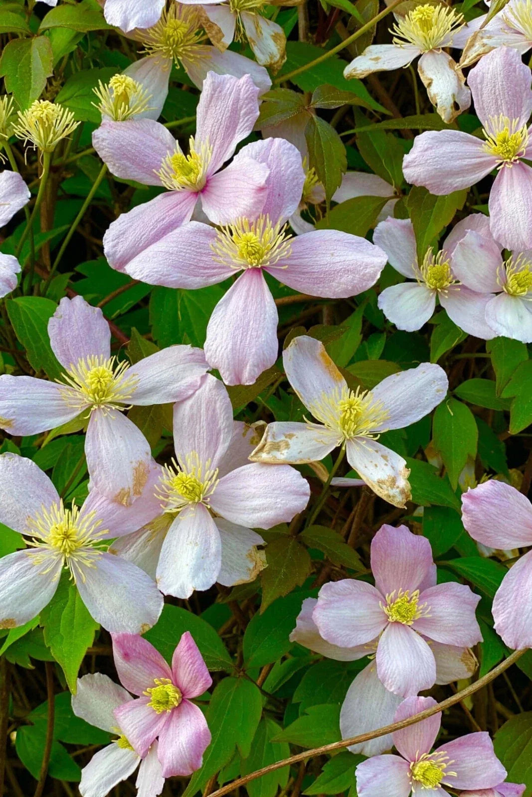 Rue Anemone Bare Root Live Plant - Thalictrum thalictroides - Perennial Flowering Ground Cover for Shaded Gardens