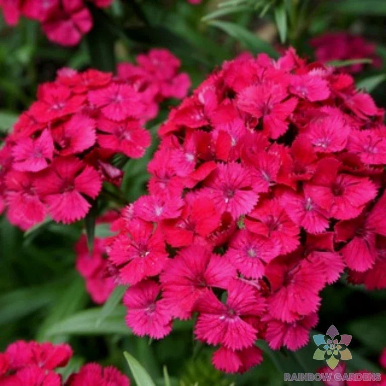Jolt Cherry Carnation Seeds - 200+ Pack, Dianthus caryophyllus, Non-GMO, Bright Red Flowers for Garden Planting