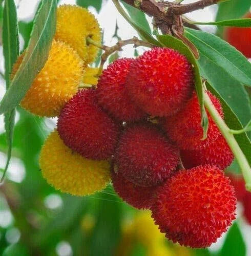 Strawberry Tree Seeds - 1 Pack Rare Exotic Fruit, Arbutus Unedo, Flowering Plant for Garden or Containers