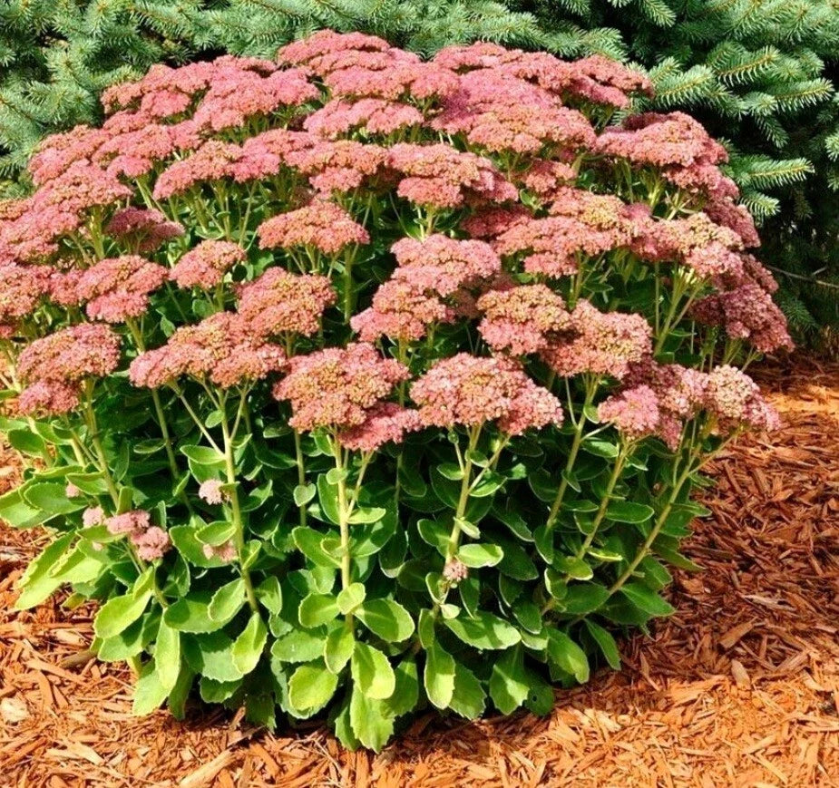 Autumn Sedum Bare Root Plant - Fast-Growing Perennial Stonecrop - Sedum spectabile - Cold & Heat Resistant Garden Plant