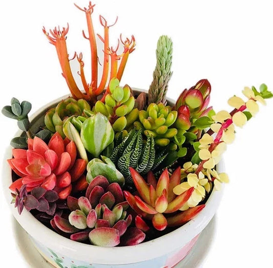 10 Assorted Succulent Cuttings - Mini Fairy Garden - Unique Varieties for DIY Projects - Various Scientific Names
