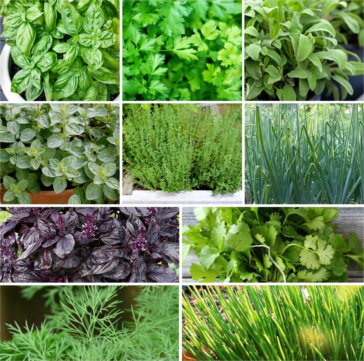 Herb Seeds Mix - 10 Pack Non-GMO Heirloom Culinary Herbs - Various Varieties for Garden Planting