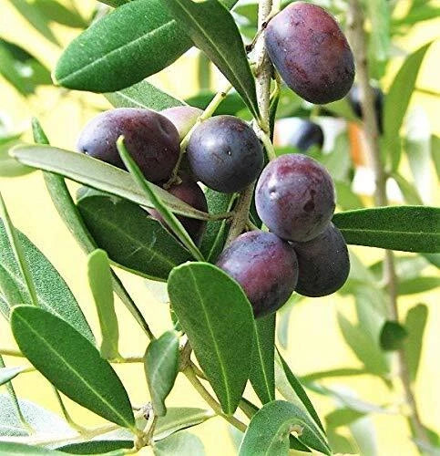 Canino Olive Tree Seeds - 10 Edible Green & Black Seeds - Olea Europaea - Mediterranean Fruit for Garden & Container