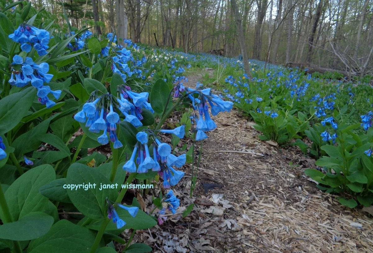 Virginia Bluebells Bulbs - 10 Roots Mertensia virginica - Perennial Blue Flowers for Fall Planting