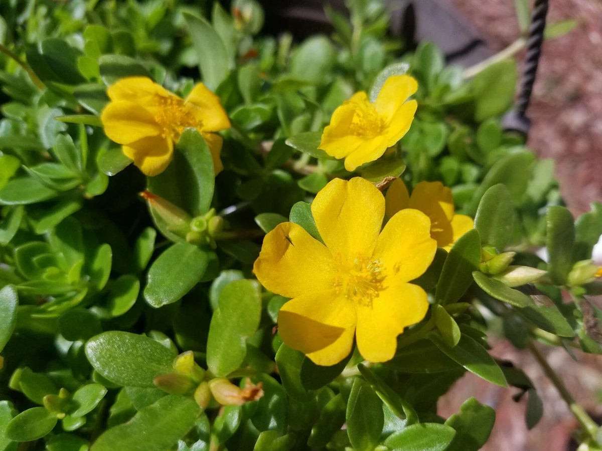 Yellow Single Flower Purslane Cuttings - Vibrant Bright Purple Flowers - Portulaca oleracea - Easy to Grow, Drought-Tolerant