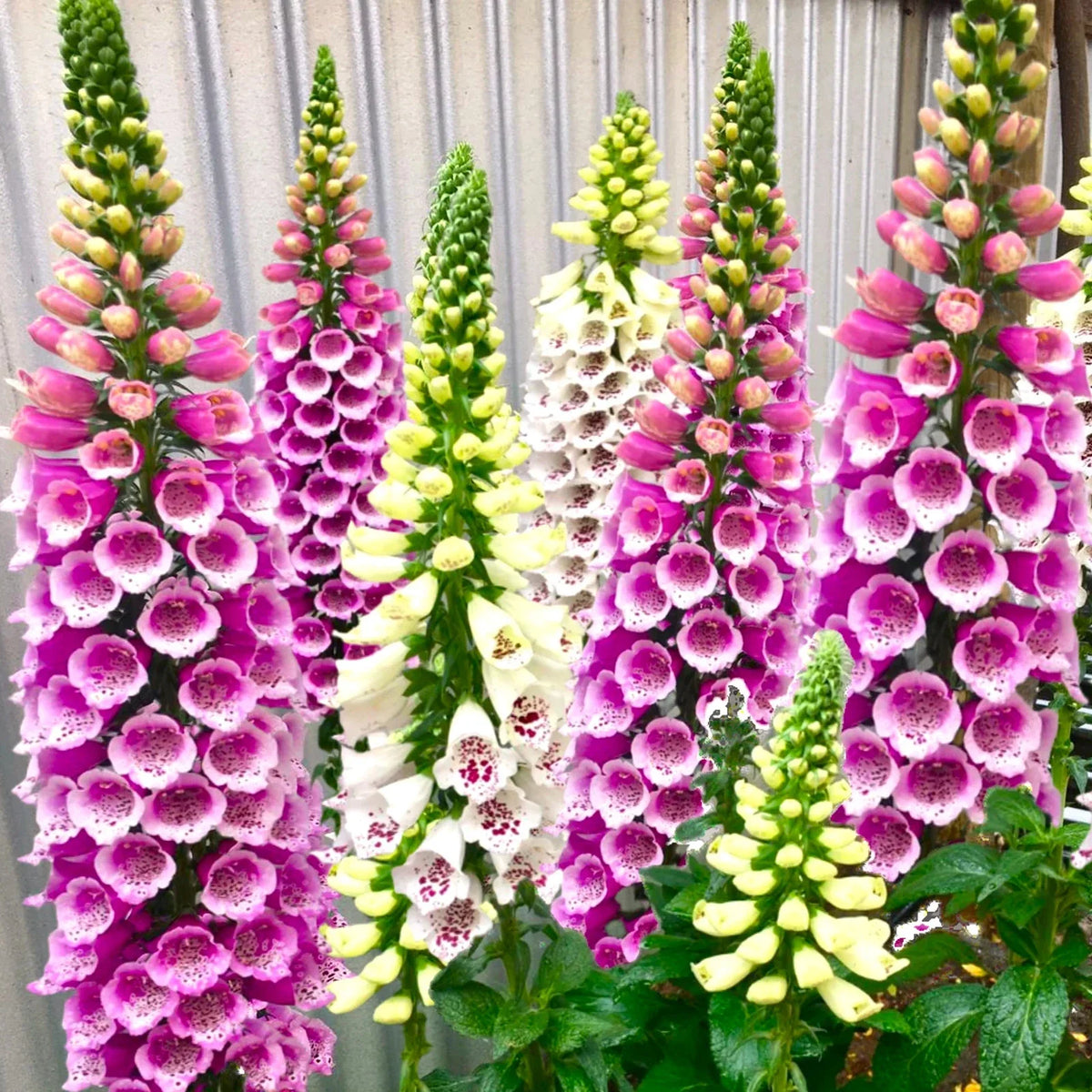 Foxglove Seeds - 100 Seeds Mixed Colors Purple Pink White Yellow - Digitalis purpurea - Perennial Garden Flowers