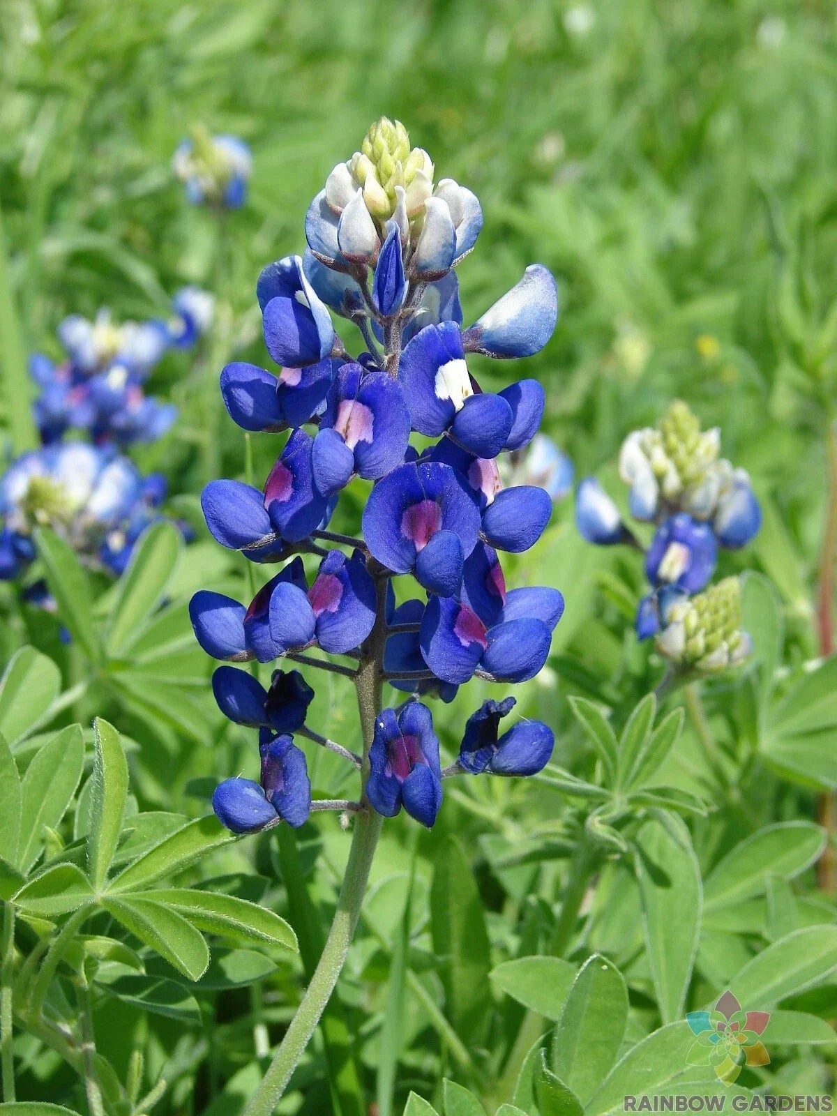 Texas Bluebonnet Seeds - 25+ Pack - Lupinus texensis - Fast Germination for Garden Planting - Non-GMO, Attracts Pollinators