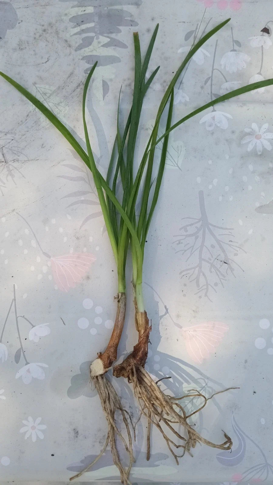 Rooted Society Garlic Plants - Set of 2 - Fragrant Lavender Flowers, Edible Leaves - Tulbaghia Violacea, Drought-Resistant Perennial