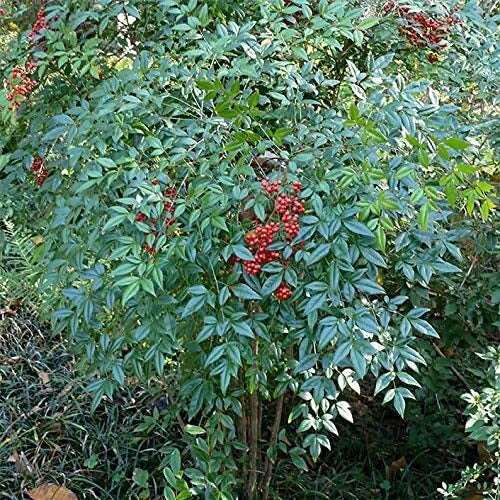 Heavenly Bamboo Seeds - 20 Pack - Nandina domestica - Ideal for Privacy Hedges - Grown in USA, Ships from Iowa