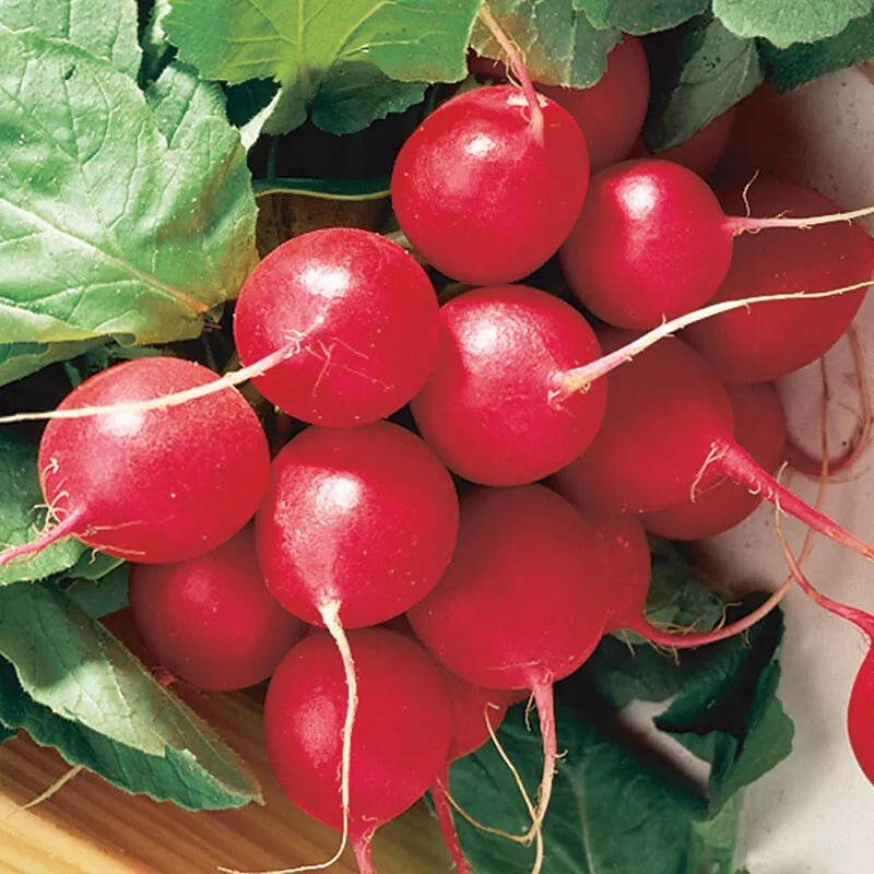 Cherry Belle Radish Seeds, NON-GMO, Fast Harvest, Raphanus sativus - Ideal for Garden Beds & Containers, Multiple Sizes Available