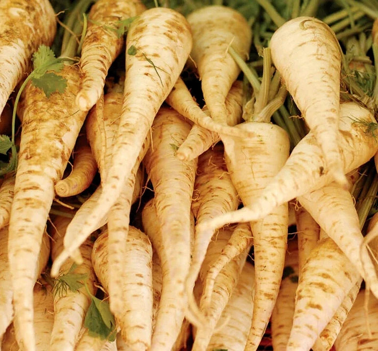 Parsnip Seeds | 200 Count | Harris Early Model | Daucus carota | Non-GMO White Root Vegetable Seeds for Garden