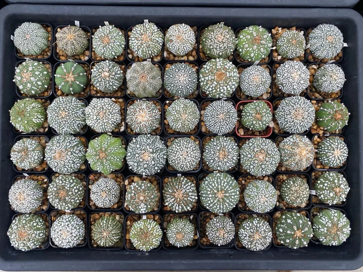 Astrophytum Asterias Super Kabuto Cactus Seeds - 54 Units - Rare Variegated Star Cactus - Easy to Grow Succulent Plant